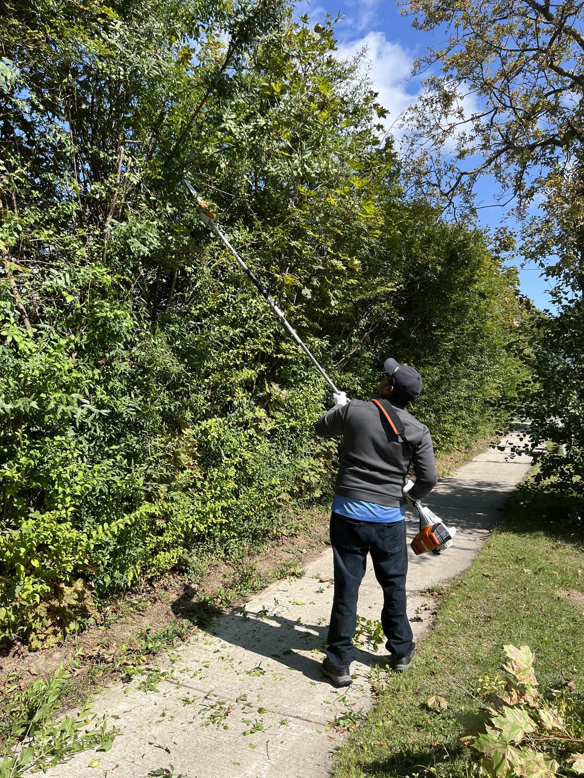 Hedge trimming