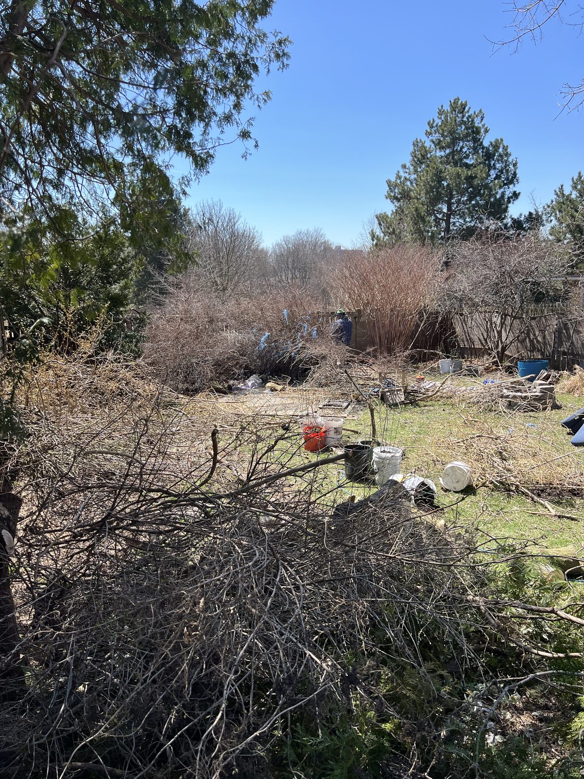 Brush & yard cleanup