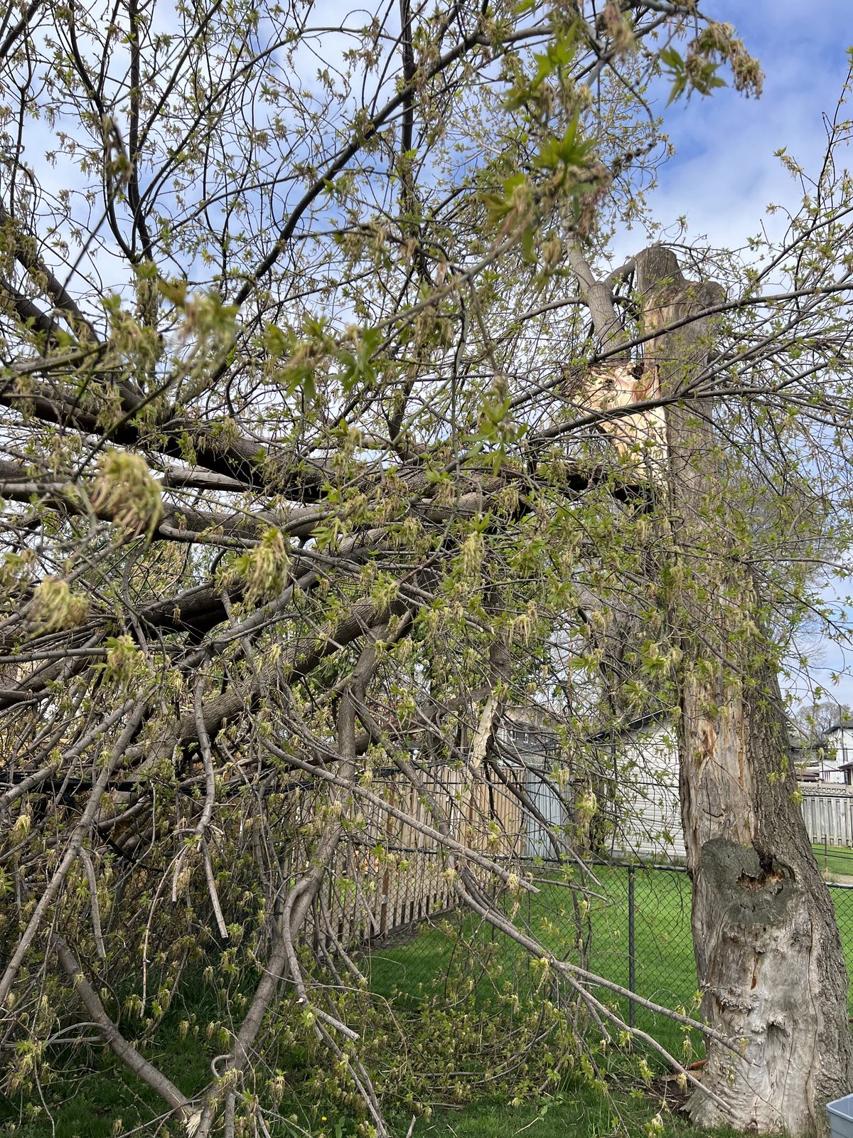 Storm-damaged tree