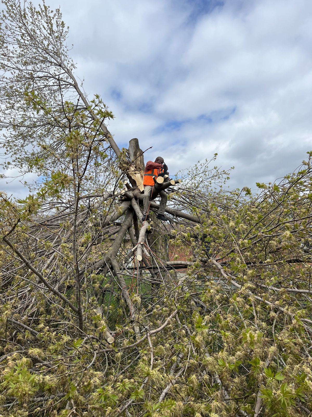Tree cutting at height
