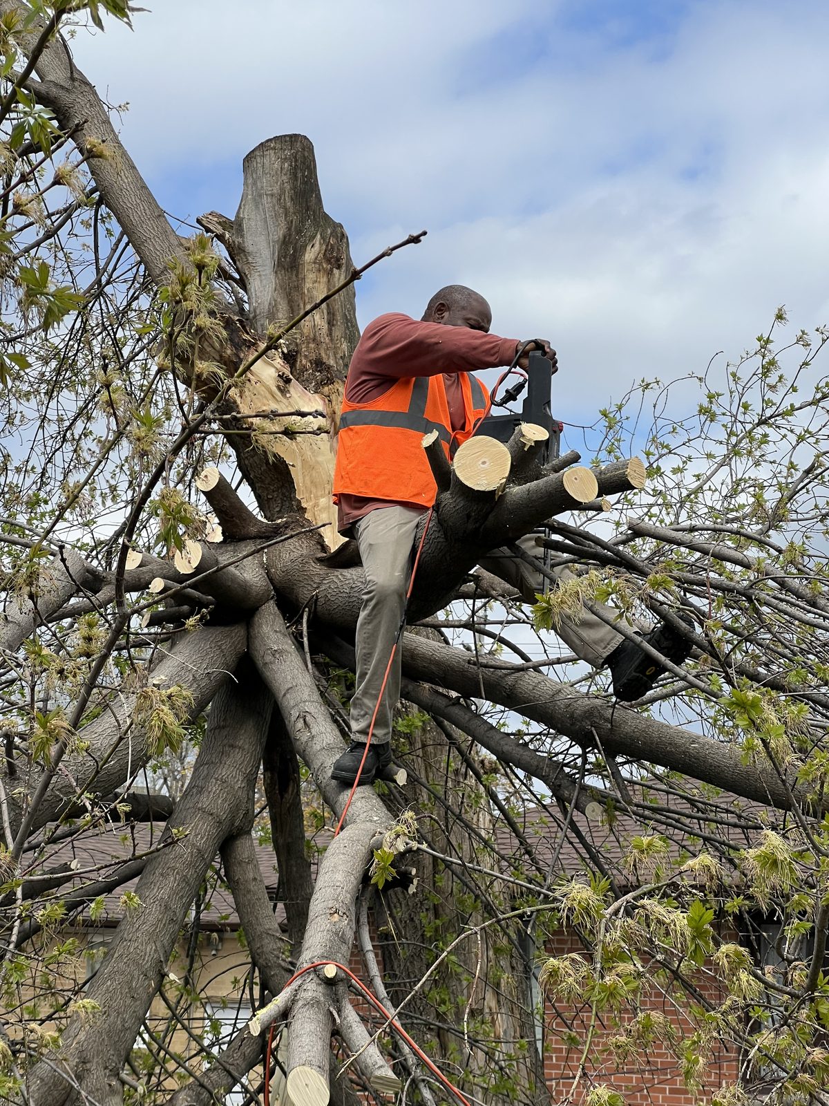 Arborist tree removal