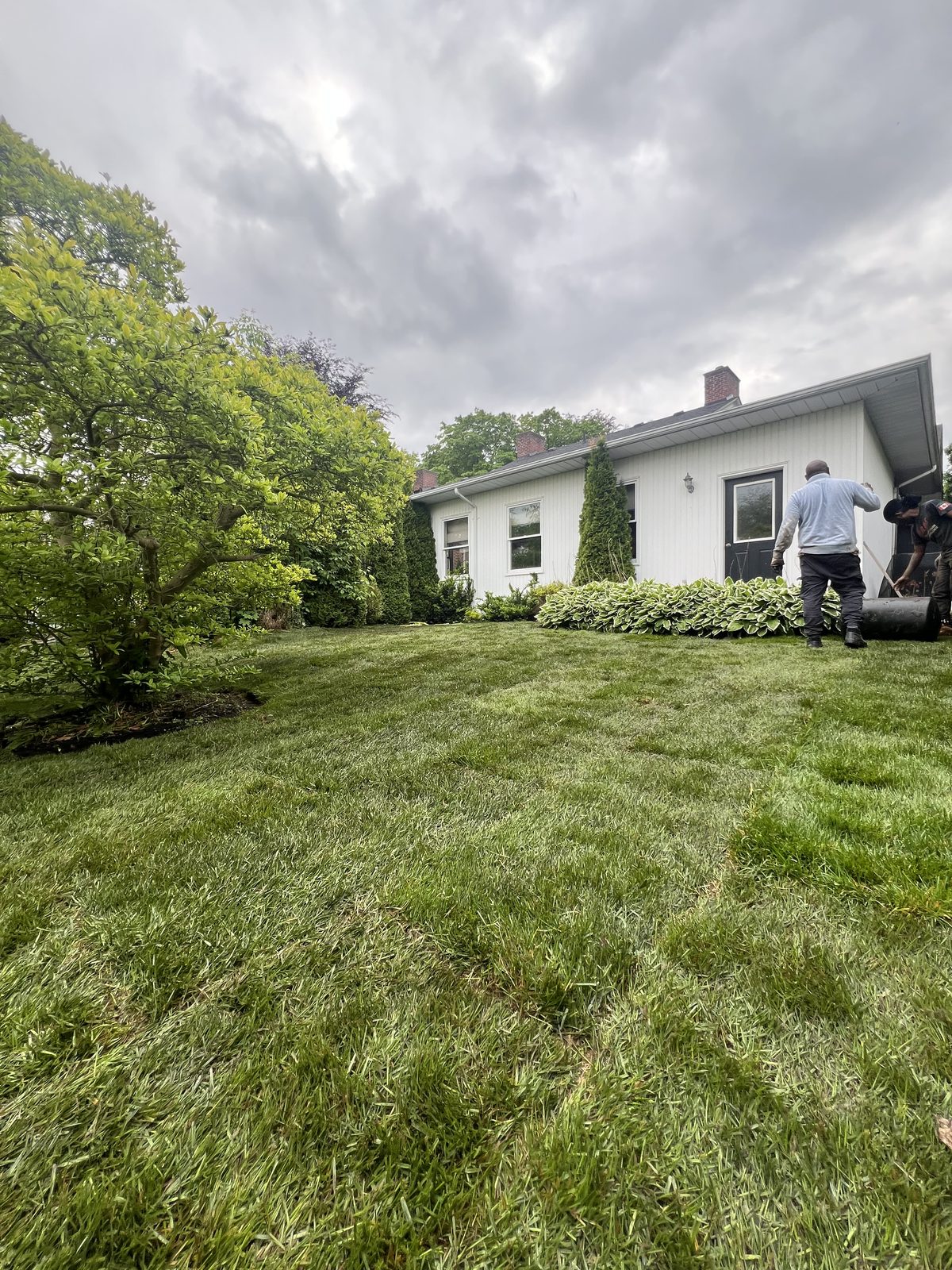 Lawn rolling & sodding